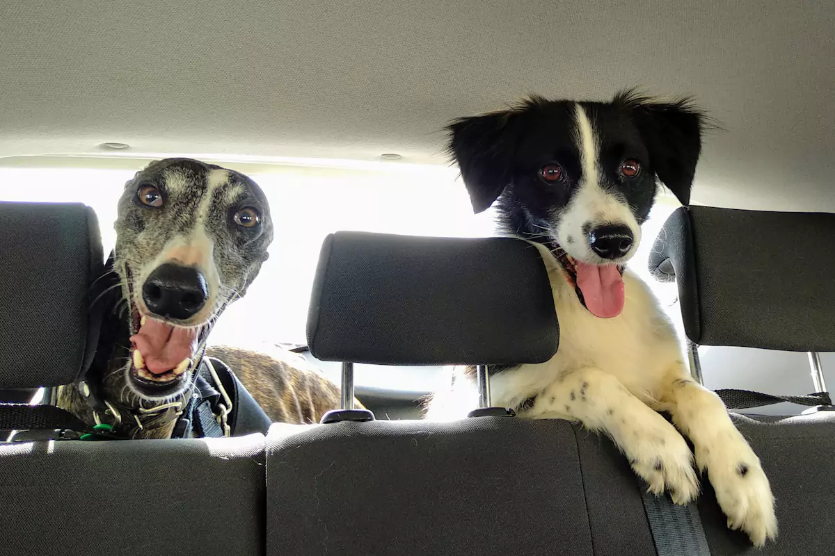 cães a viajar na bagageira do carro